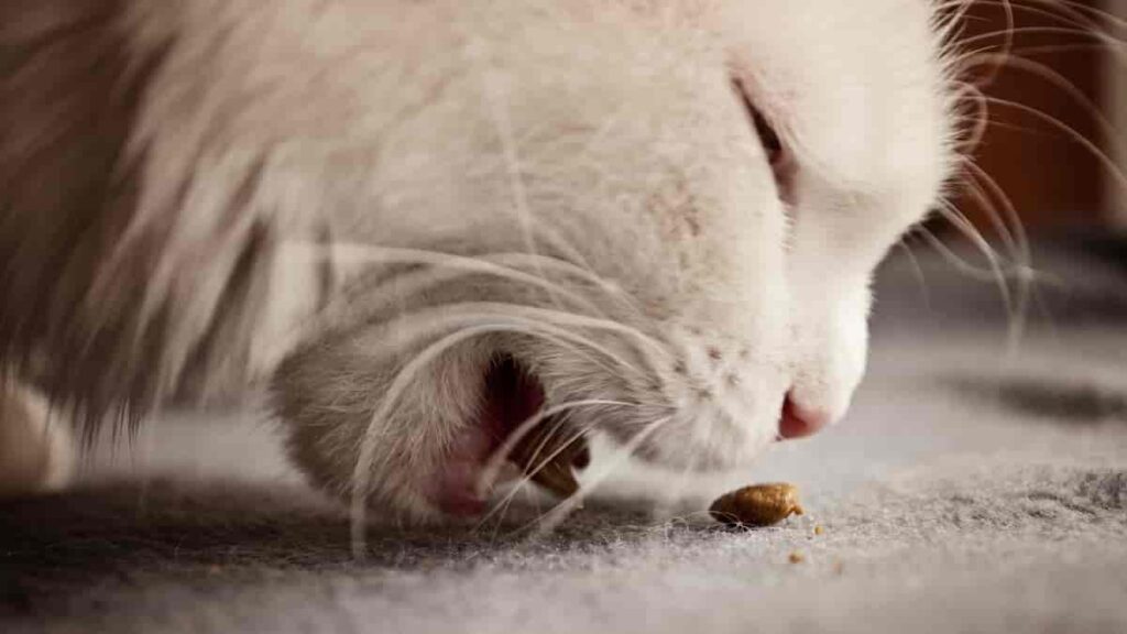 Como introduzir ração na dieta do filhote de gato