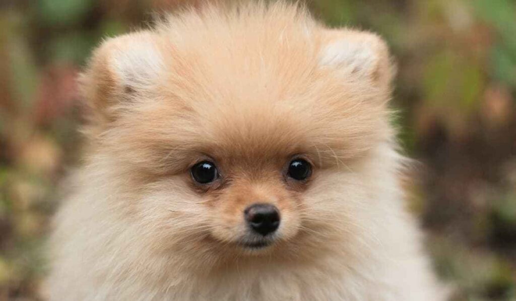 lulu da pomerania