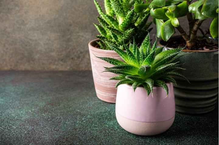 Como decorar a casa com vasos para plantas ornamentais