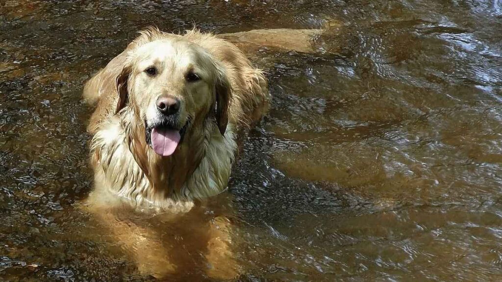 Dicas Incríveis Para Refrescar Seu Cachorro Em Dias Quentes