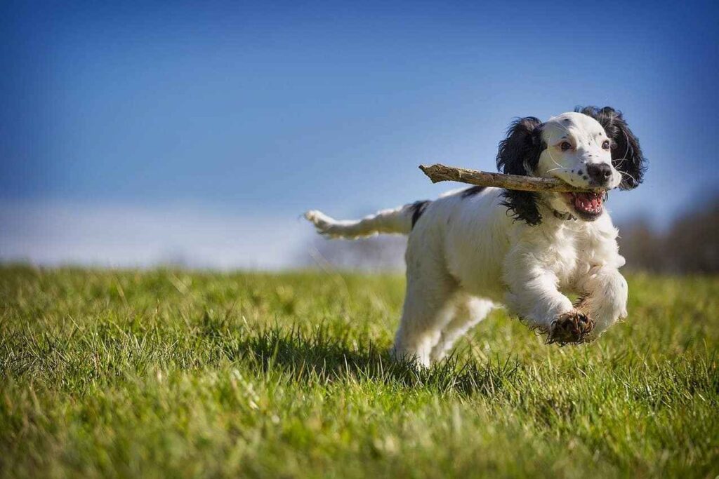 Exercícios para cães