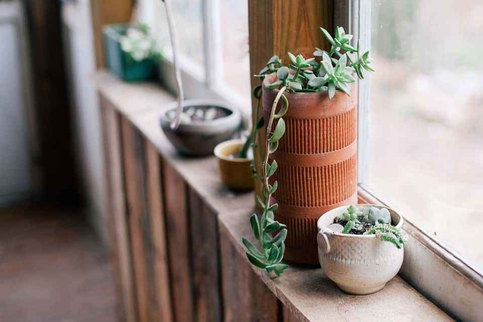 Plantas para decorar minha loja