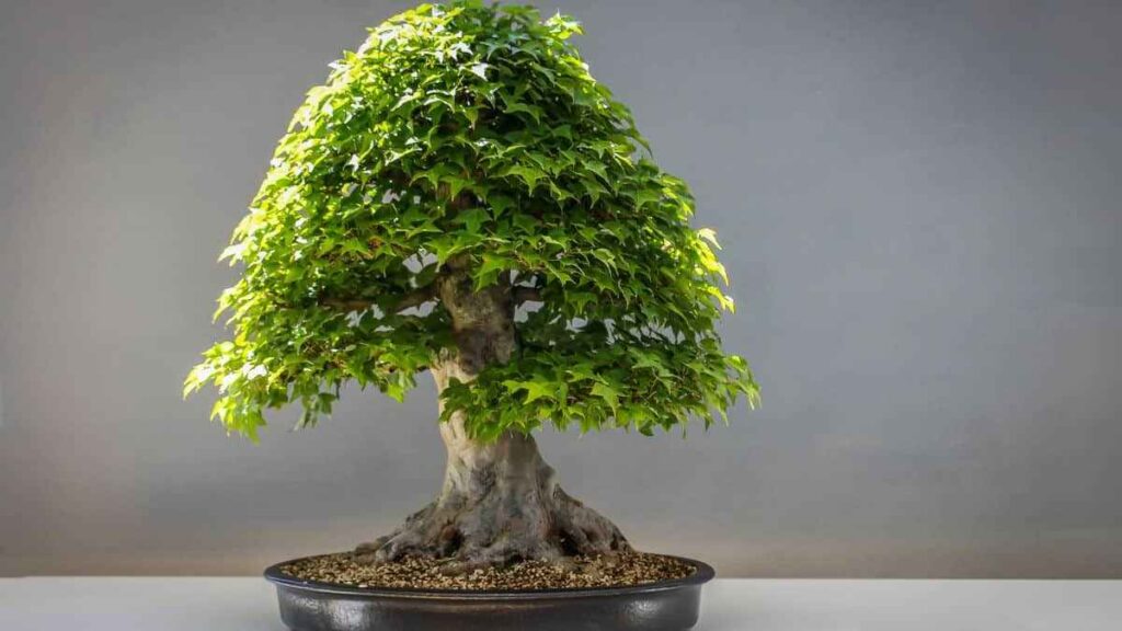 Por Que o Bonsai Não Cresce