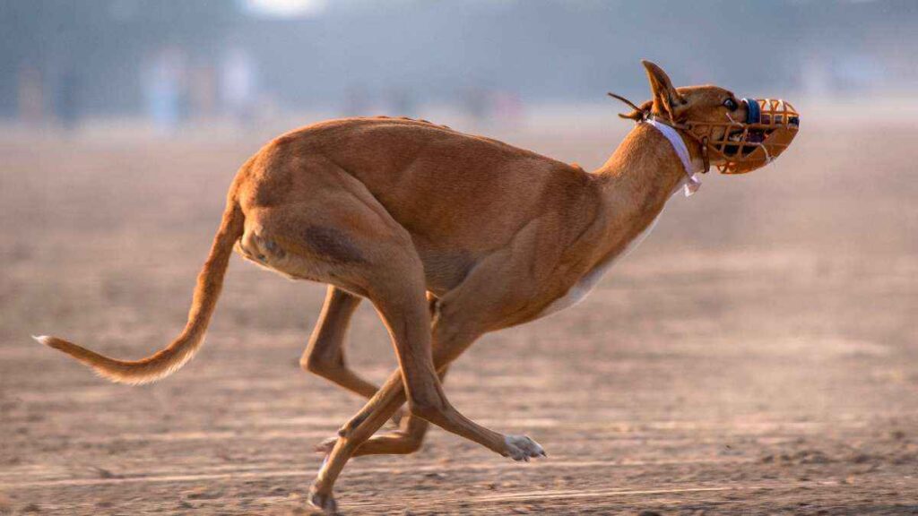 Como funciona a corrida de galgos