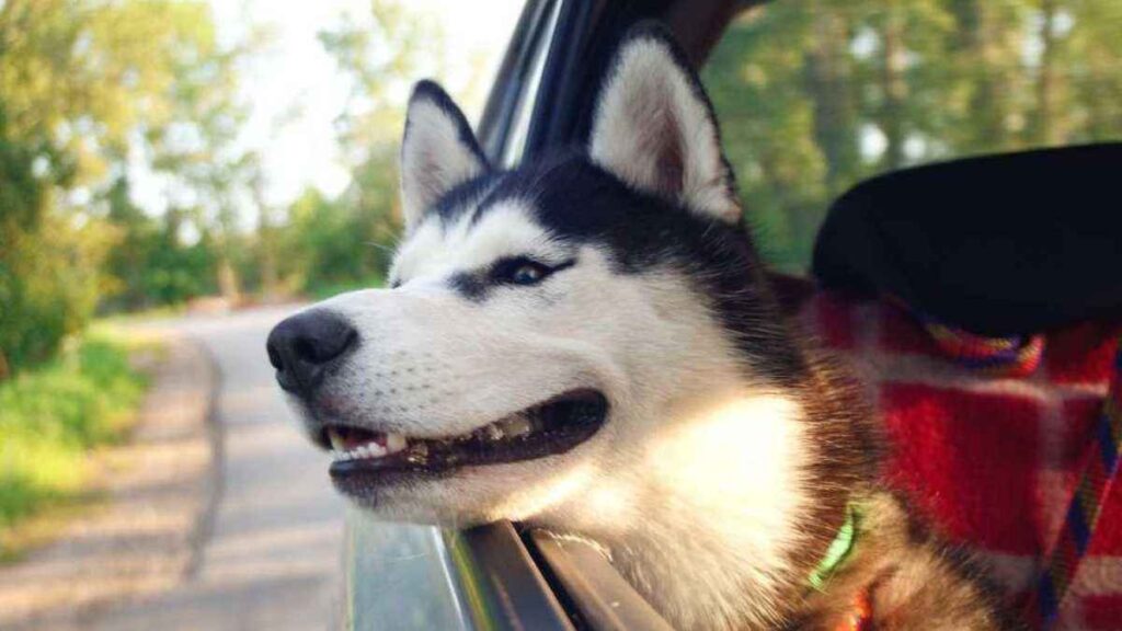 Como levar o cachorro em viagem de carro