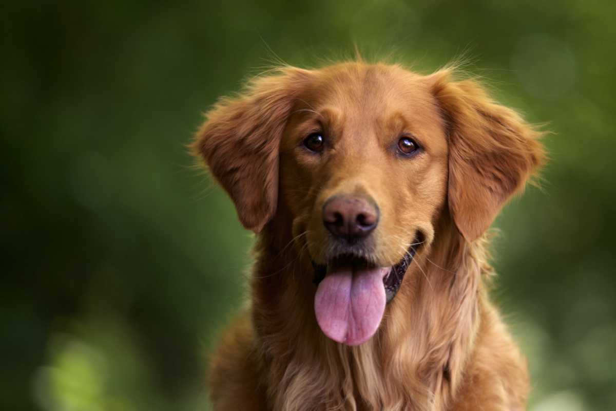 Alternativas funcionais e confortáveis para cães que puxam muito durante o passeio Alternativas funcionais e confortáveis para cães que puxam muito durante o passeio