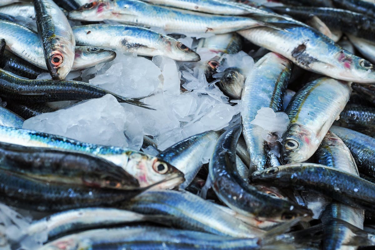 Como garantir o frescor e a qualidade dos peixes ao comprar online? Como garantir o frescor e a qualidade dos peixes ao comprar online