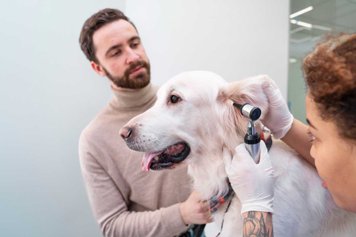 Como tratar otite em filhotes de cachorro: dicas seguras e orientações veterinárias Como tratar otite em filhotes de cachorro: dicas seguras e orientações veterinárias